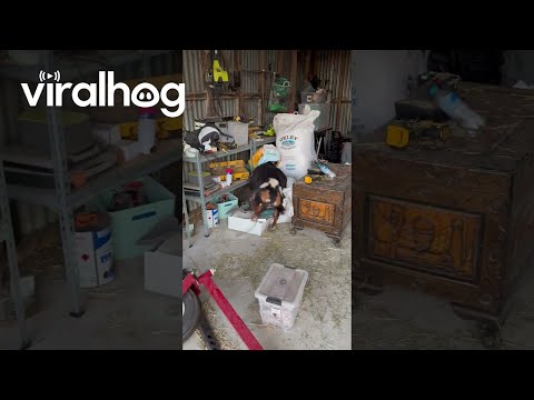 Finnegan The Goat Empties The Bag || ViralHog