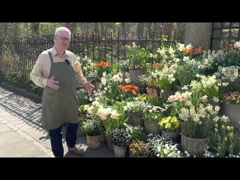 Tulips and daffodils in pots