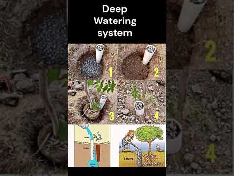 Deep watering system which really appreciate !!!!