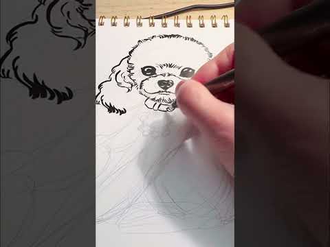 Dog cartoonification go! #drawing #dogart #poodle #petart #cuteart