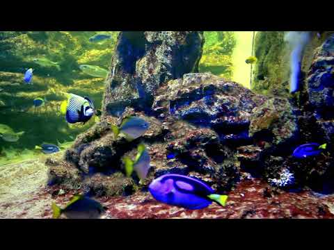 Coral Reef Relaxation Nature Sound for Sleeping or Studying.