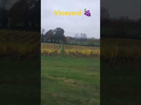 🍂Vineyard🍇in Autumn#shorts #autumn #nature #uk #shortvideo #pov