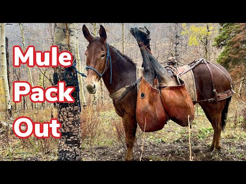 Packing Out a Giant Bull Elk! (10 Day Trip)