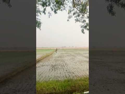 paddy field | agriculture | farming 🙏🙏🙏🙏🙏 #viral #song #bgm #fypシ #fyp #folksong #farming #field #my