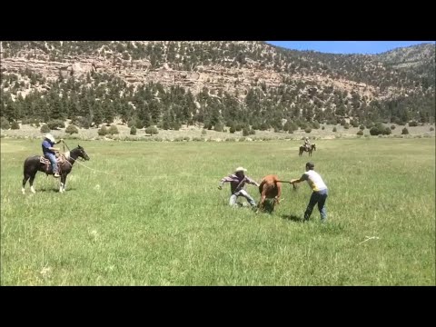 Utah Castle Country Cattle Drive