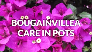 BOUGAINVILLEA CARE IN POTS / JoyUsgarden