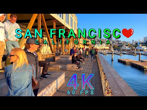 San Francisco Seal Tour at Pier 39, California USA 4K - UHD