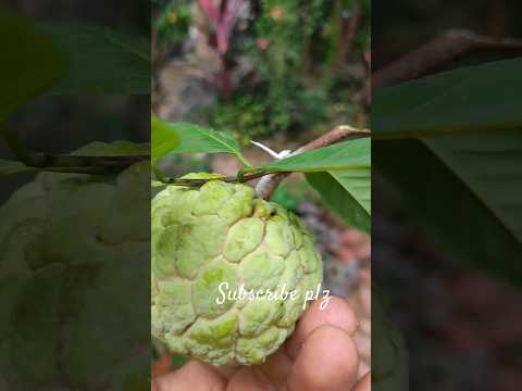 Satya dreams chaser#homegardening #nature #fruits #healthylifestyle#yt shorts