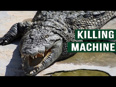 How To Escape A Killer Alligator's Death Roll