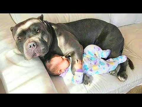 Having Protective Dogs are Awesome 😲   Cute Moments Dog and Human