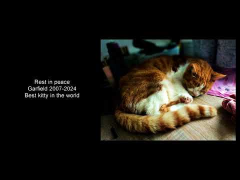 Best Kitty In The Whole World - Garfield ASMR Cat Purring Snoring (9 Hours)