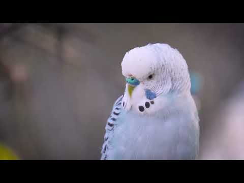 Ultimate Budgie Dance Party Music They'll Love!