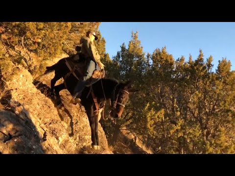 Extreme Mule Riding- Cache Valley Rocky Mountain Edition