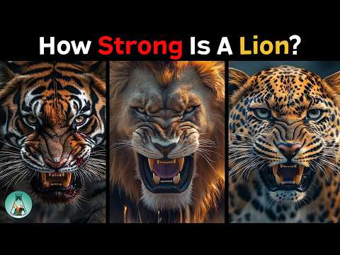 How Strong is a Lion Compared to Other Big Cats