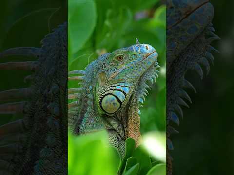 🦎 Green Iguanas Are Tree-Climbing Masters! 🌳