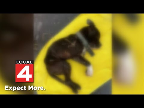 Dog found dead in Detroit garbage can