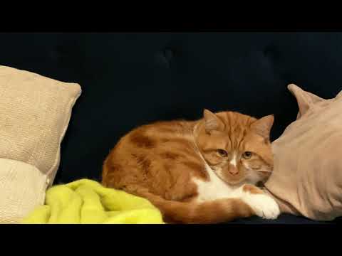 Cat Nap with Mori The Ginger Cat 🐱💤 Soothing Purr noises 🔊