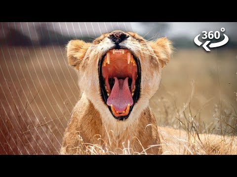 Predators vs. Prey On The African Savanna