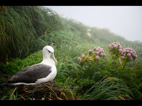 Rewilding New Zealand’s Islands for Native Wildlife