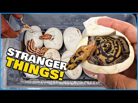 Cutting Snake Eggs And Hatching Some Strange Snakes!