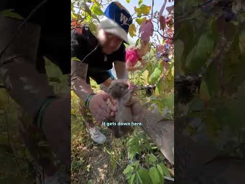 Woman Climbs In Pipe To Rescue 11 Puppies| The Dodo