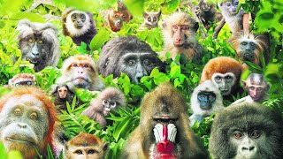 These Are All Primates That Currently Exist