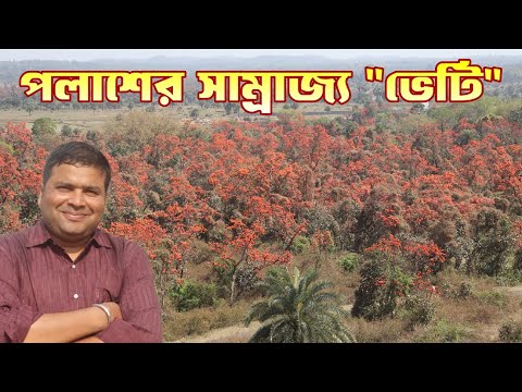 পলাশের সাম্রাজ্য ভেটি : পুরুলিয়া : Bheti Palash Ban : Baranti : Muradi Dam : Purulia