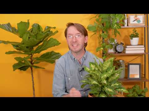 Plant Rx-tra: 10 Houseplant FAQs with Costa Farms Horticulturist Justin