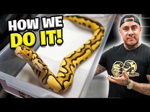 This Helped Our Snakes Grow ! Must Watch!