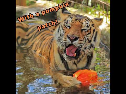 Silly Jasmine Tiger and Her Pumpkin Funny! (2022)