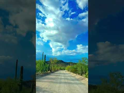 Driving through Saguaro forest 🌵 #arizona #saguaro #travel #explore #nature