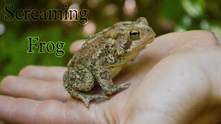 Screaming Frog | Exclusive Yograj