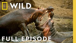 Wildlife Warrior (Full Episode) | Kings of the Wild | Nat Geo Wild