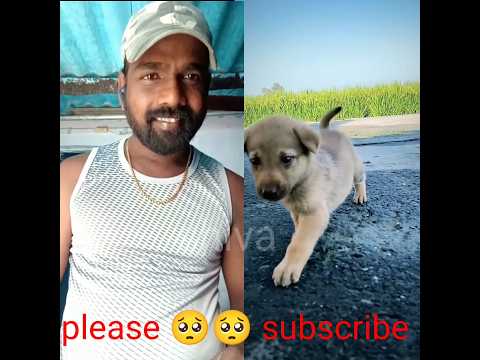 my cute puppies || #short #shorts #shortvideo