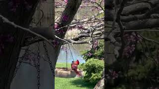 Good mood🌞❤️#cardinal #birdlovers  #birds  #birdsofohio  #nature  #nuts_about_birds