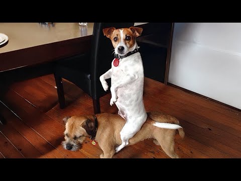 These Weird Dogs will have you LAUGHING in no time!🤣