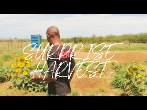 Pickling Cucumber | Surprise Harvest To A Snack | South African Youtuber