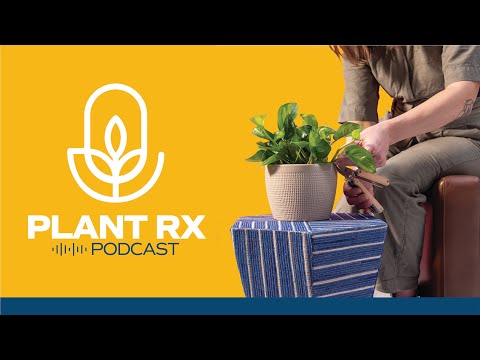 PlantRx Podcast from Costa Farms: Pruning Pothos, Spiders & Plants, Growing Aloe Vera, & Fertilizing