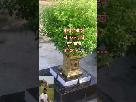 #tulsi #tulsi_kb_todna_chahiye #tulsi_todne_ka_niyam #howto_pluck_tulsi