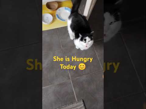 She is Hungry Today🥰#shortsfeed #cat #shorts #animals