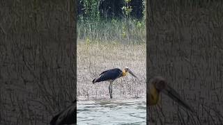 Exploring the Mystical Sundarbans | Sundarban | Mangrove forest