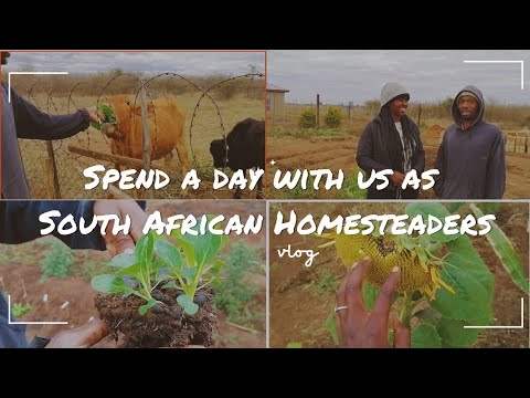 Building a unique village lifestyle | Harvesting | Planting New veggies | Daily Vlog | homesteading