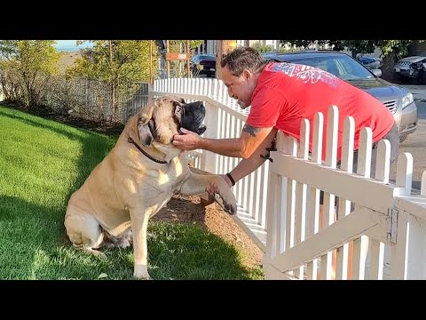 When My Dog Becomes the Best Neighbor for Everyone