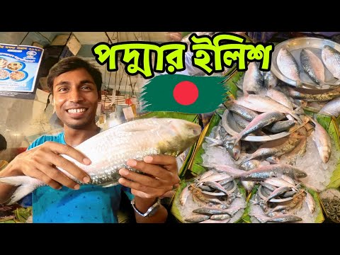 পদ্মার ইলিশ | Hilsa Fish | Bangladesh Ilish Fish Market | Podda Nodi Ilish | Shorshe Ilish Recipe