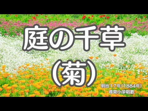 庭の千草　菊　懐かしい歌