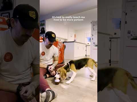 Beagle Loves To Quietly Howl With Dad's Encouragement | The Dodo