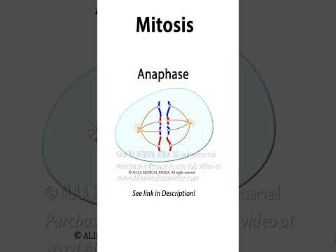 Mitosis Animation  #science #medicalanimation #celldivision  #biology #mitosis #cellbiology