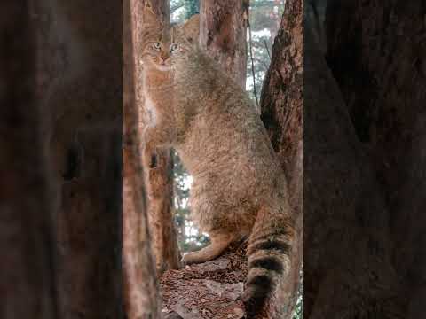 Save Chinese Mountain Cat