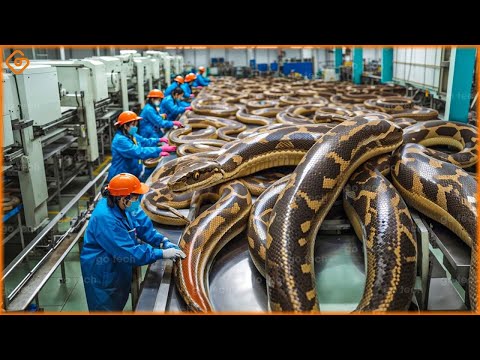 Satisfying Videos Modern Food Technology Processing  That Are At Another Level | Food Factory