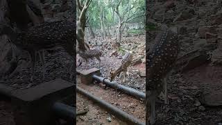 tirumala alipiri way cocks and deers #tirumalasteps#animals #forestcock#travel #explore #shorts